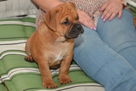 Continental Bulldog Seeblickbulls Liesbeth