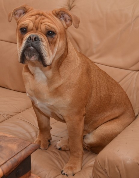 Continental Bulldog Seeblickbulls Liesbeth