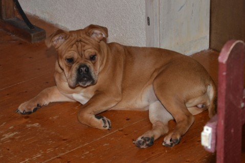 Continental Bulldog Seeblickbulls Liesbeth