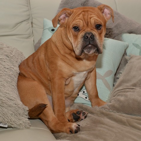 Continental Bulldog Seeblickbulls Liesbeth
