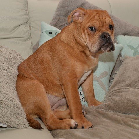 Continental Bulldog Seeblickbulls Liesbeth