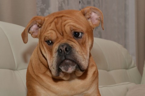 Continental Bulldog Seeblickbulls Liesbeth