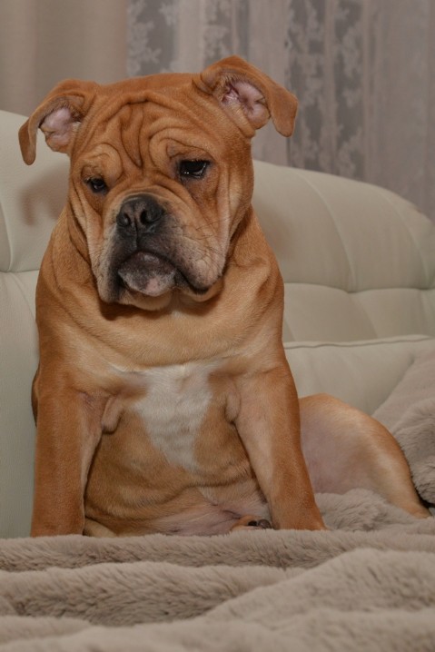 Continental Bulldog Seeblickbulls Liesbeth