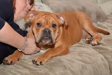 Continental Bulldog Seeblickbulls Liesbeth