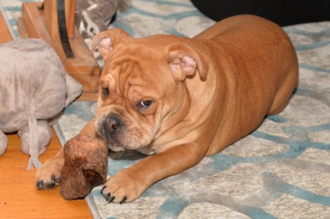 Continental Bulldog Seeblickbulls Liesbeth