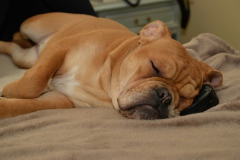 Continental Bulldog Seeblickbulls Liesbeth