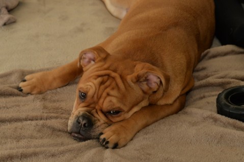 Continental Bulldog Seeblickbulls Liesbeth