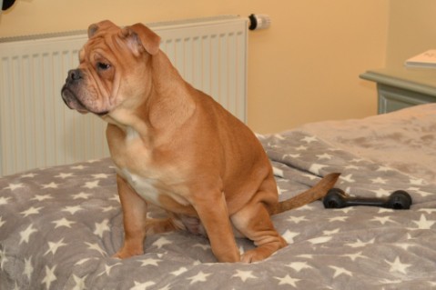 Continental Bulldog Seeblickbulls Liesbeth