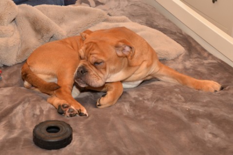 Continental Bulldog Seeblickbulls Liesbeth