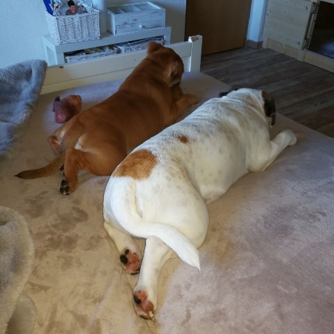 Continental Bulldog Seeblickbulls Liesbeth