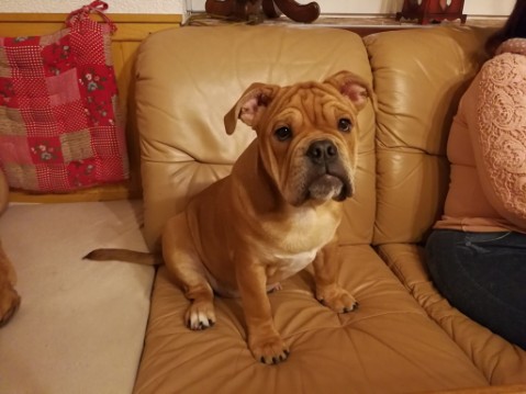 Continental Bulldog Seeblickbulls Liesbeth