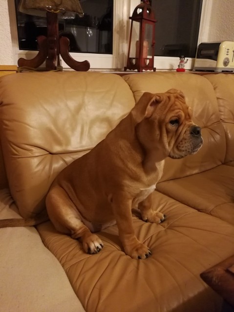 Continental Bulldog Seeblickbulls Liesbeth
