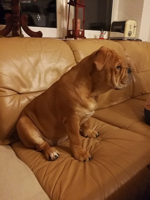 Continental Bulldog Seeblickbulls Liesbeth