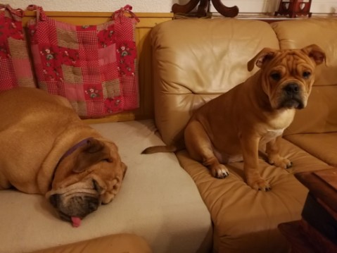 Continental Bulldog Seeblickbulls Liesbeth