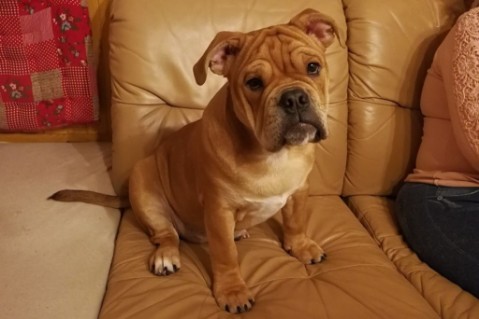 Continental Bulldog Seeblickbulls Liesbeth