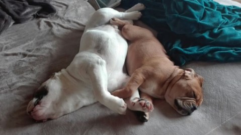 Continental Bulldog Seeblickbulls Liesbeth