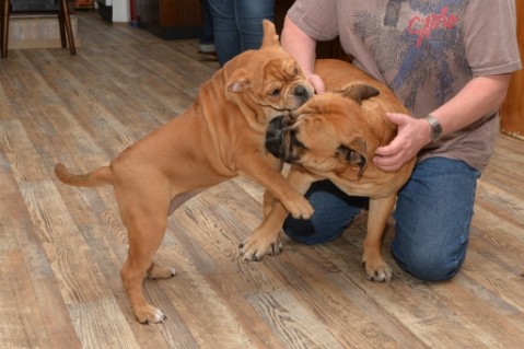 Continental Bulldog Seeblickbulls Liesbeth