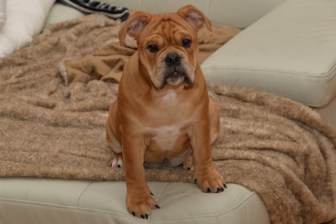 Continental Bulldog Seeblickbulls Liesbeth