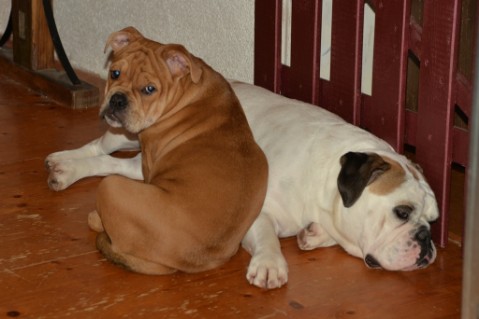 Continental Bulldog Seeblickbulls Liesbeth