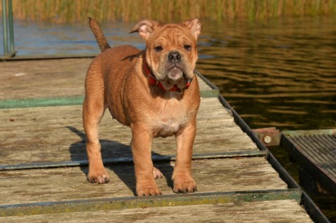 Continental Bulldog Seeblickbulls Liesbeth