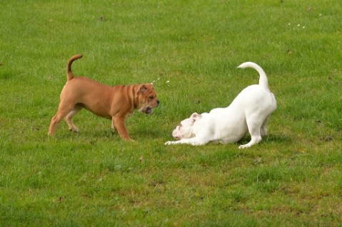 Continental Bulldog Seeblickbulls Liesbeth