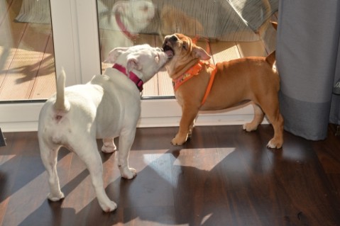 Continental Bulldog Seeblickbulls Liesbeth