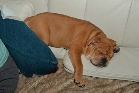 Continental Bulldog Seeblickbulls Liesbeth