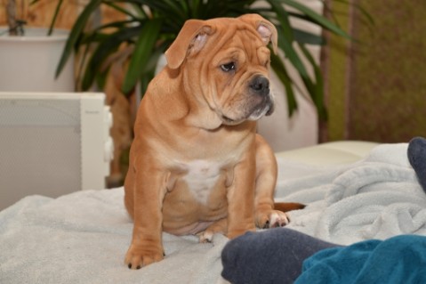Continental Bulldog Seeblickbulls Liesbeth