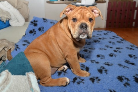 Continental Bulldog Seeblickbulls Liesbeth
