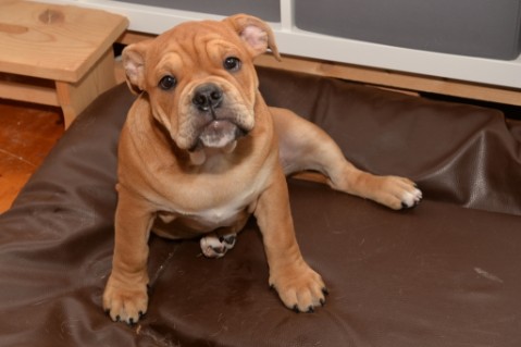 Continental Bulldog Seeblickbulls Liesbeth