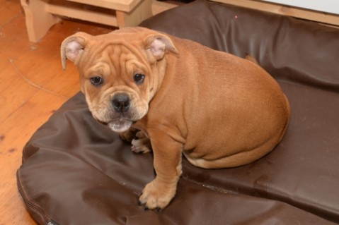Continental Bulldog Seeblickbulls Liesbeth