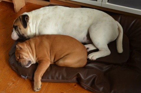 Continental Bulldog Seeblickbulls Liesbeth