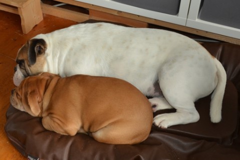 Continental Bulldog Seeblickbulls Liesbeth