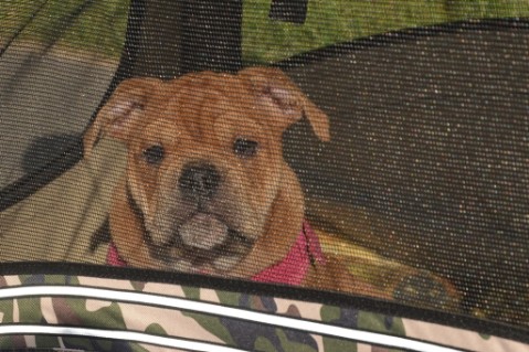 Continental Bulldog Seeblickbulls Liesbeth