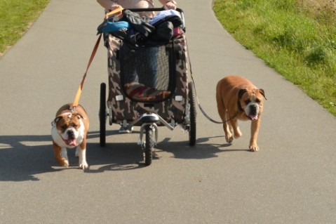 Continental Bulldog Seeblickbulls Liesbeth