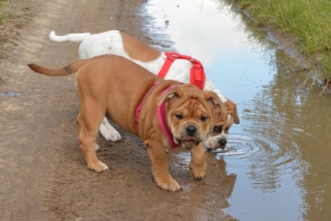 Continental Bulldog Seeblickbulls Liesbeth
