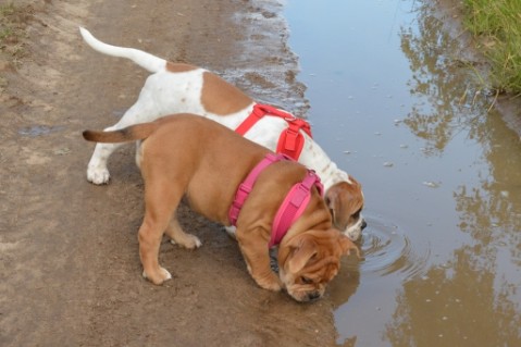 Continental Bulldog Seeblickbulls Liesbeth
