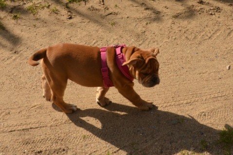 Continental Bulldog Seeblickbulls Liesbeth