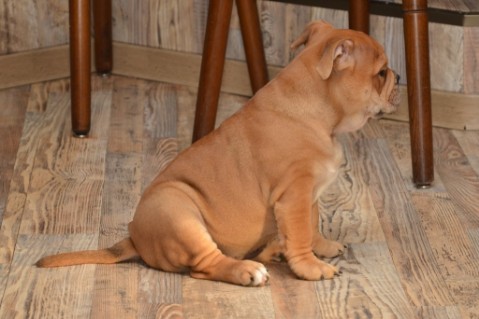 Continental Bulldog Seeblickbulls Liesbeth